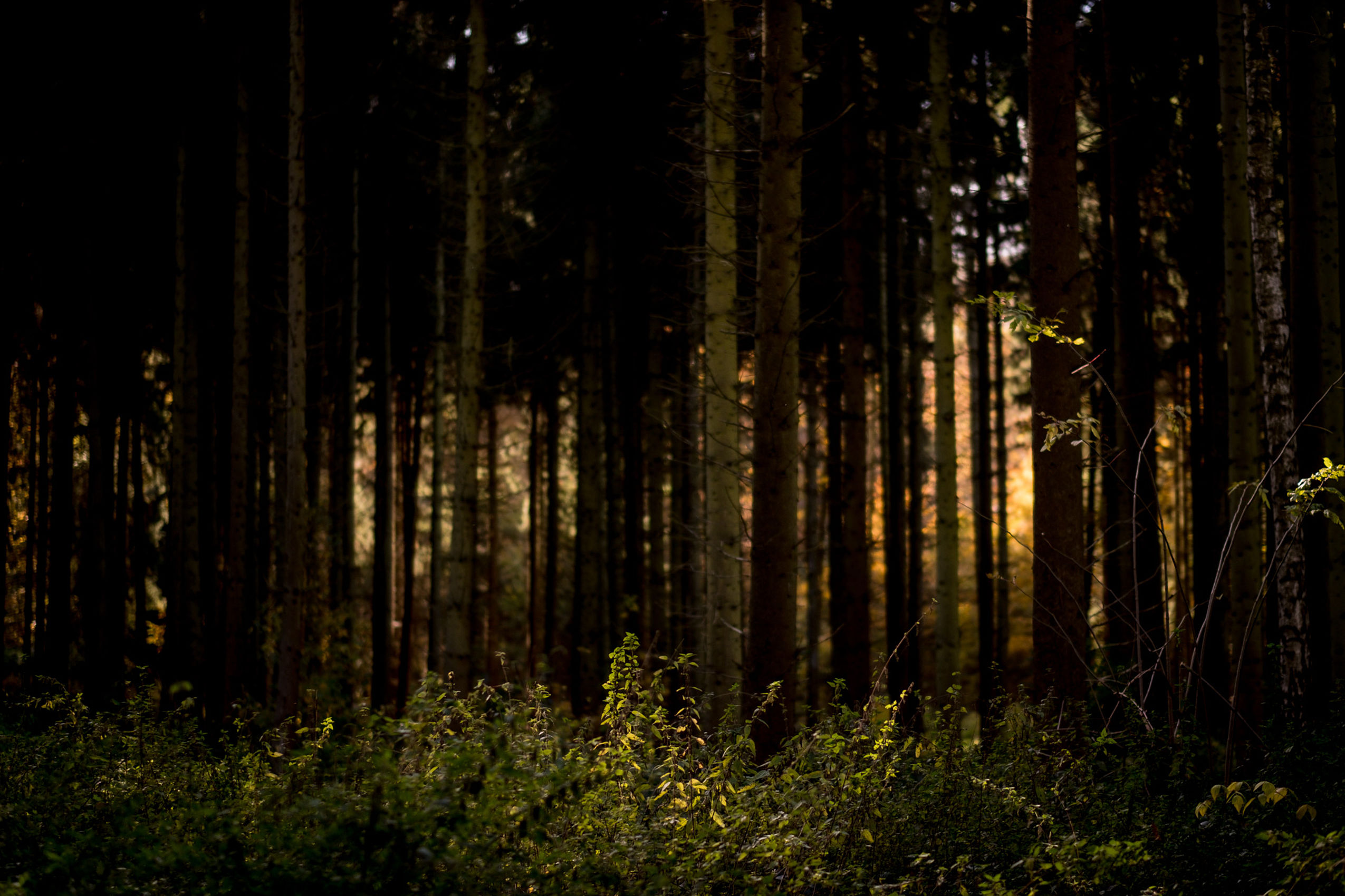 Der Sonnenuntergang hinter dichten Bäumen im Harz
