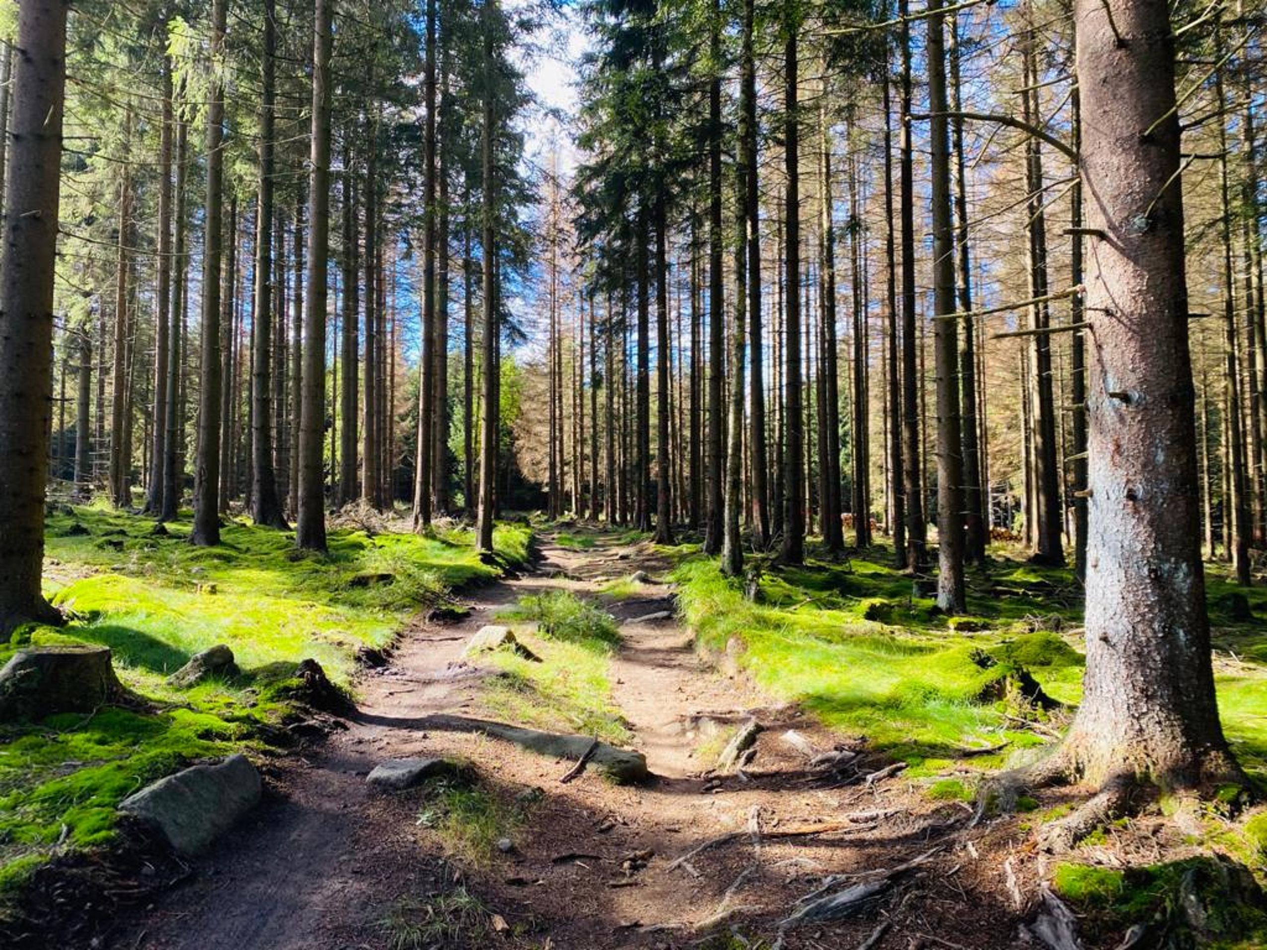 Ein Weg führt durch den Wald zu den Ausflugszielen in Göttingen