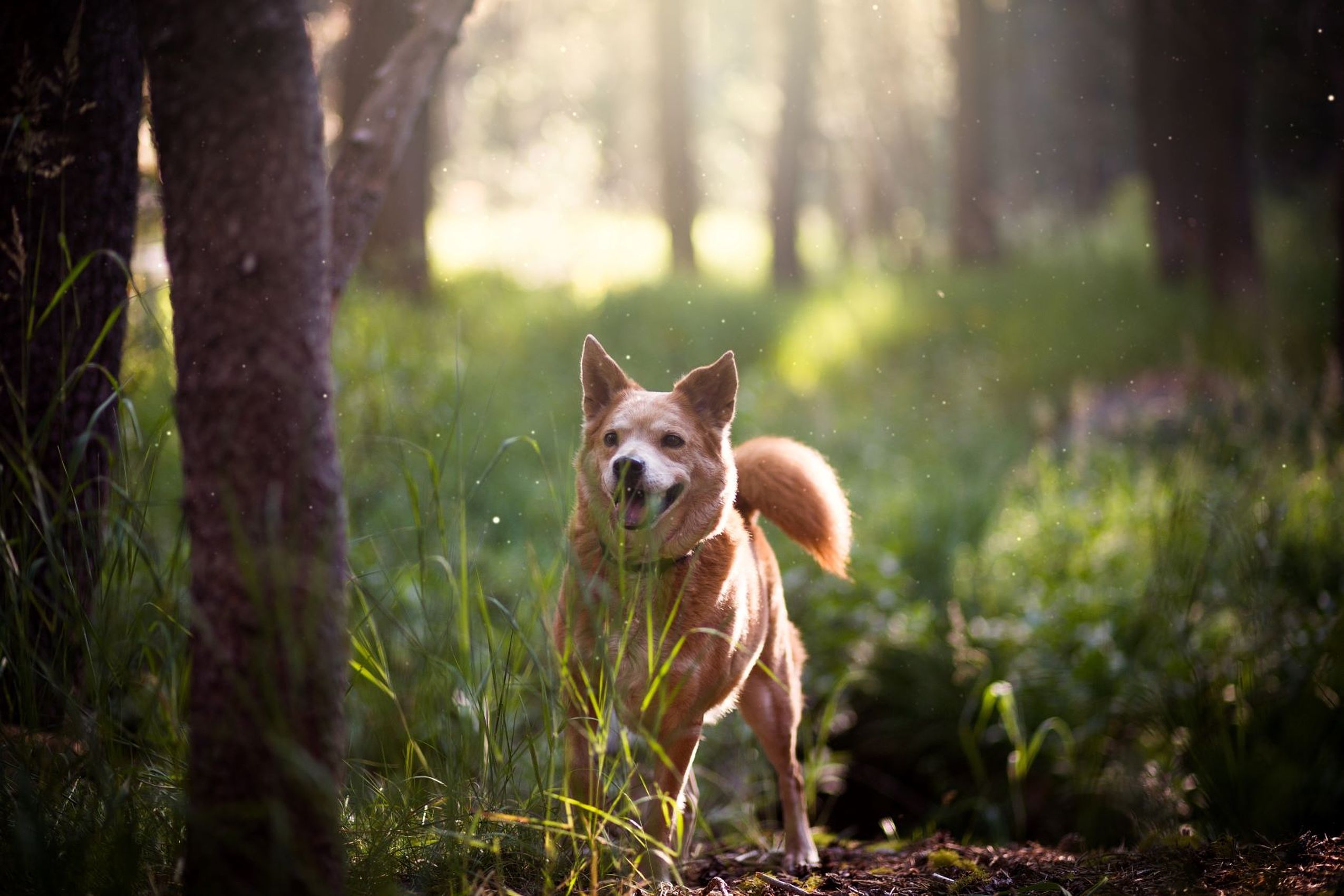 Ein Hund rennt durch den Wald während des Golfurlaubs in Niedersachsen