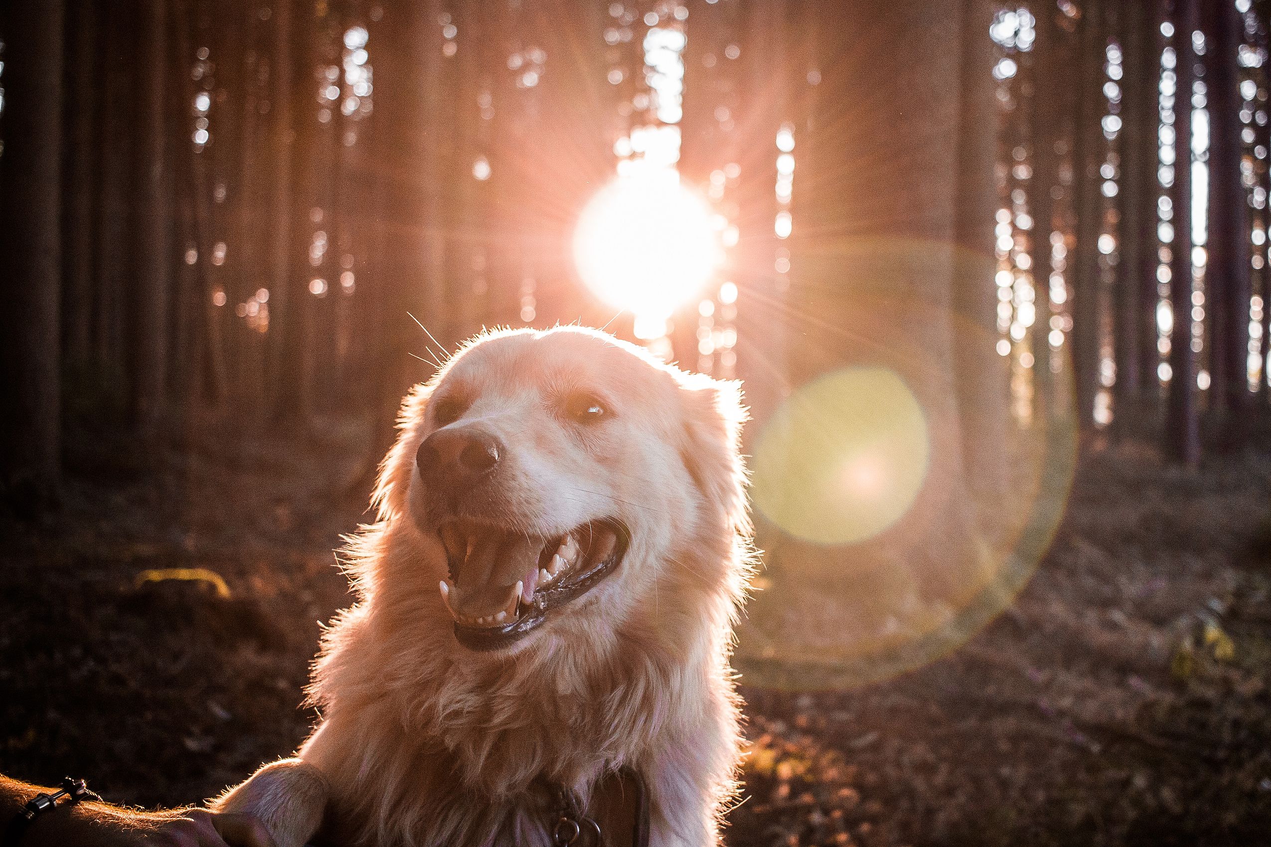 Nahaufnahme eines glücklichen Hundes in einem von der Sonne beschienenen Wald neben dem Restaurant in Niedersachsen